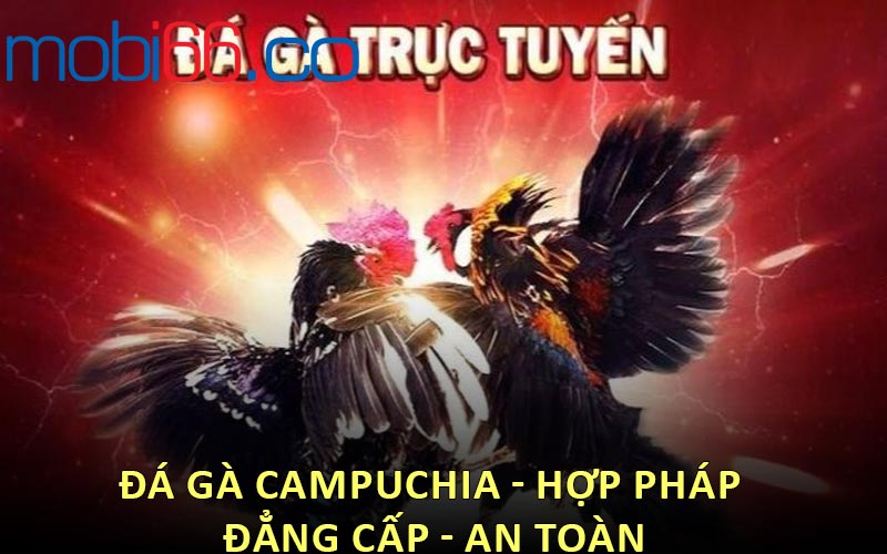 Đá Gà Campuchia - Hợp pháp - đẳng cấp - an toàn