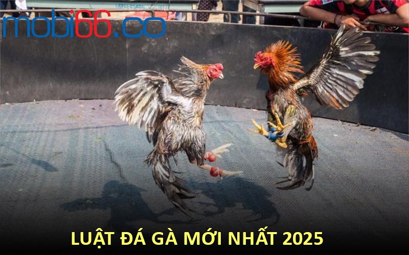 Luật đá gà mới nhất 2025